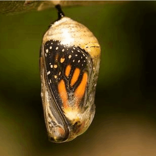 chrysalide